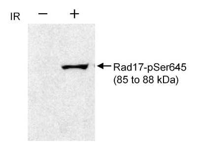 Western Blot: Rad17 [p Ser645] Antibody [NB100-273]